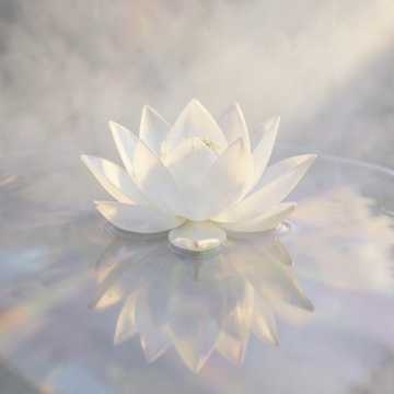 Glass Lotus 1